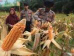 130030.686-fakta-unik-panen-raya-jagung-polri-hasilkan-7153-ton-dukung-swasembada-pangan-nasional-1