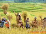 NERACA-SURPLUS-PANEN-PADI-MERATA-DI-KABUPATEN-TANAH-DATAR_140420035224
