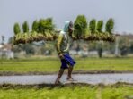pemerintahan-prabowo-gibran-jamin-ketersediaan-pupuk-bagi-petani-171024-mm-1